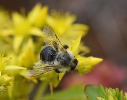 Bombus pascuorum